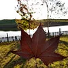 Avatar andersonschneider0553