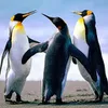 Avatar lucas_styller