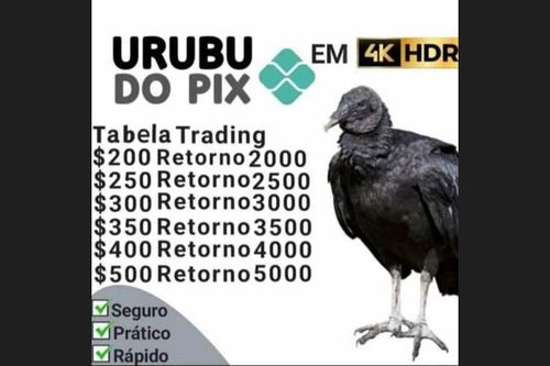 urubu.jpg