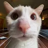 Avatar pipinha29