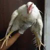 Avatar frango_de_macumba