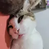 Avatar iguinhopobre