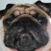 Avatar pedromelo3350