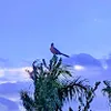Avatar juno_