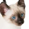 Avatar vacarosa