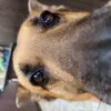 Avatar doguinho