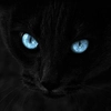 Avatar gatopreto_egfw