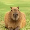 Avatar capivara_procurandoofertas