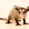 Avatar ratodapromo