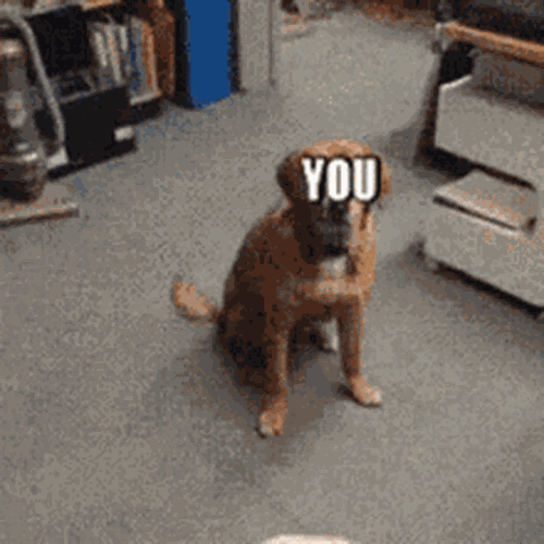 you-joke[1].gif