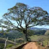 Avatar f_miranda