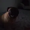 Avatar pugzinho_17