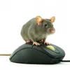Avatar ratodaspromo