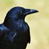 Avatar givarosk