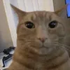 Avatar sr.whiskas