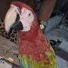 gustmiranda