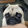 mrpug