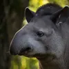 Avatar tapirus