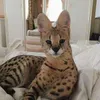 Avatar gatomakonha