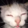 Avatar lodbrok