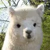 Avatar alpaca_111_