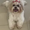 bruno_slv