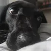 ogabb