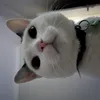 Avatar batatavoadora