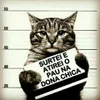 Avatar catarinavilaronga