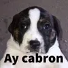 Avatar guaxinimdoscupons1576