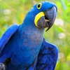 Avatar araraazul