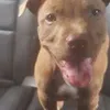 Avatar brucemypitbull