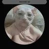 Avatar celsomussulmano