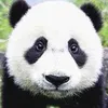 Avatar max.hummel