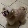 Avatar loboguaradobug