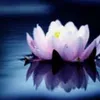 Avatar lotus.cinza