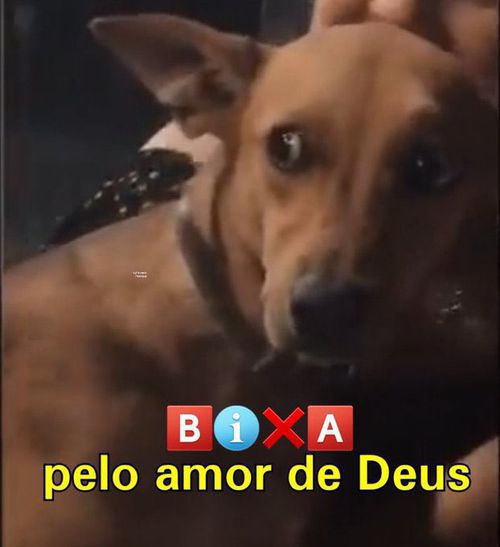Imagem do comentário