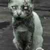 Avatar eu_victor