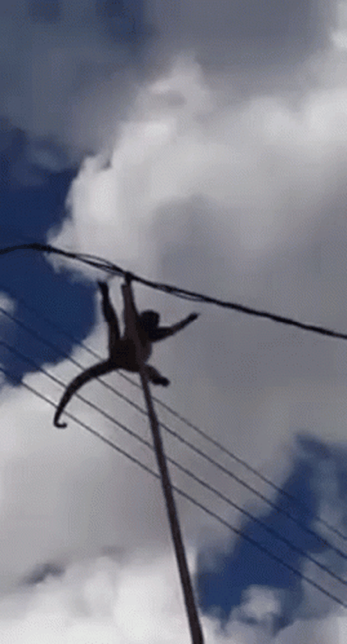 macaco-mamaco.gif