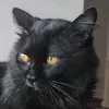 Avatar lecomonster