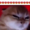 Avatar gatinho_raivosinho