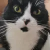 Avatar labubu