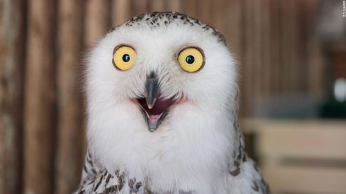 220209145316-superb-owl-stock-super-tease.jpg