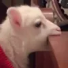 le