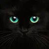 Avatar naylton