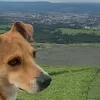 Avatar zorzi