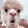 Avatar marpao