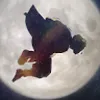 Avatar kiromad