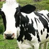 Avatar rpjansma