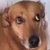 Avatar tekilo